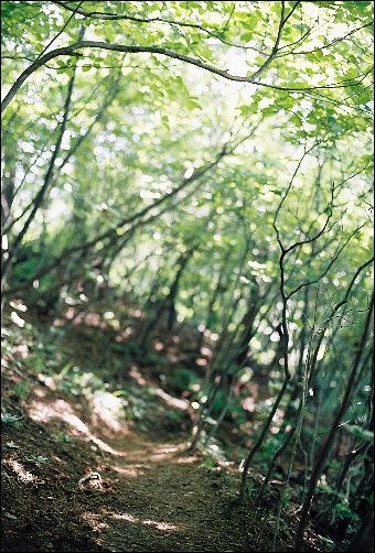 왔던 길을 되돌아 보니 햇살이 나뭇잎에 부딪치며 흩어지는 모습이 참으로 아름답습니다. 